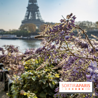 Visuel Paris glycine Tour Eiffel Seine