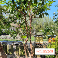 Visuel Paris - rucher