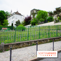 Visuel Paris vignes Montmartre