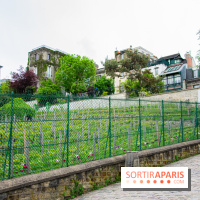 Visuel Paris vignes Montmartre