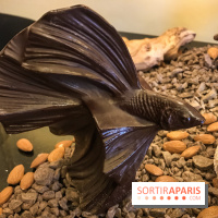 Chocolat de Pâques 2019 au Prince de Galles