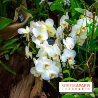 Mille et une Orchidées 2019 au Jardin des Plantes, les photos