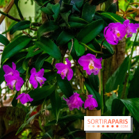 Mille et une Orchidées 2019 au Jardin des Plantes, les photos