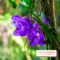 Mille et une Orchidées 2019 au Jardin des Plantes, les photos