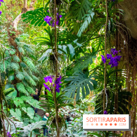 Mille et une Orchidées 2019 au Jardin des Plantes, les photos