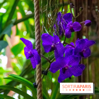 Mille et une Orchidées 2019 au Jardin des Plantes, les photos