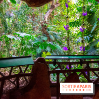 Mille et une Orchidées 2019 au Jardin des Plantes, les photos