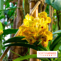 Mille et une Orchidées 2019 au Jardin des Plantes, les photos