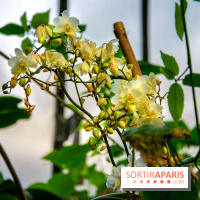 Mille et une Orchidées 2019 au Jardin des Plantes, les photos