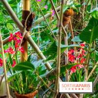 Mille et une Orchidées 2019 au Jardin des Plantes, les photos