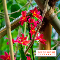 Mille et une Orchidées 2019 au Jardin des Plantes, les photos