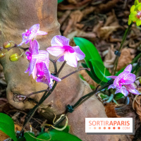 Mille et une Orchidées 2019 au Jardin des Plantes, les photos