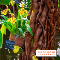 Mille et une Orchidées 2019 au Jardin des Plantes, les photos