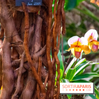Mille et une Orchidées 2019 au Jardin des Plantes, les photos