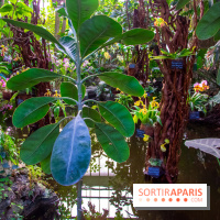 Mille et une Orchidées 2019 au Jardin des Plantes, les photos