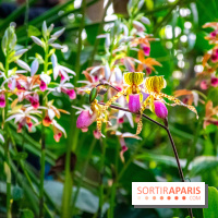 Mille et une Orchidées 2019 au Jardin des Plantes, les photos