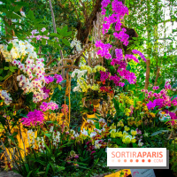 Mille et une Orchidées 2019 au Jardin des Plantes, les photos