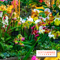 Mille et une Orchidées 2019 au Jardin des Plantes, les photos