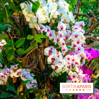 Mille et une Orchidées 2019 au Jardin des Plantes, les photos