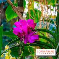 Mille et une Orchidées 2019 au Jardin des Plantes, les photos