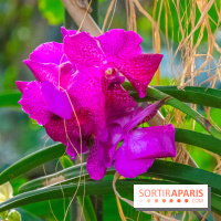 Mille et une Orchidées 2019 au Jardin des Plantes, les photos