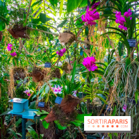 Mille et une Orchidées 2019 au Jardin des Plantes, les photos