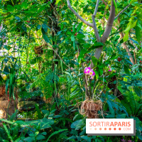 Mille et une Orchidées 2019 au Jardin des Plantes, les photos