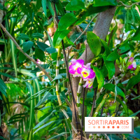 Mille et une Orchidées 2019 au Jardin des Plantes, les photos