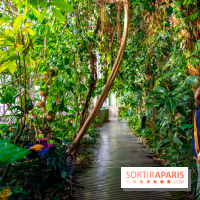 Mille et une Orchidées 2019 au Jardin des Plantes, les photos