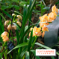 Mille et une Orchidées 2019 au Jardin des Plantes, les photos