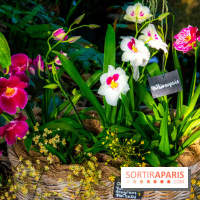 Mille et une Orchidées 2019 au Jardin des Plantes, les photos