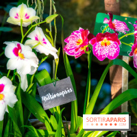 Mille et une Orchidées 2019 au Jardin des Plantes, les photos