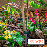Mille et une Orchidées 2019 au Jardin des Plantes, les photos
