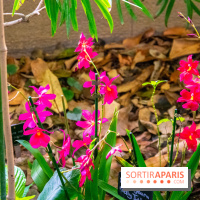 Mille et une Orchidées 2019 au Jardin des Plantes, les photos