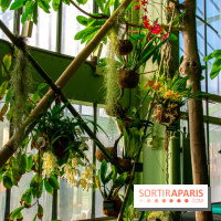 Mille et une Orchidées 2019 au Jardin des Plantes, les photos