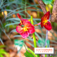 Mille et une Orchidées 2019 au Jardin des Plantes, les photos