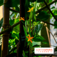 Mille et une Orchidées 2019 au Jardin des Plantes, les photos