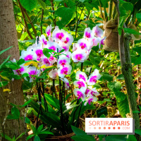 Mille et une Orchidées 2019 au Jardin des Plantes, les photos