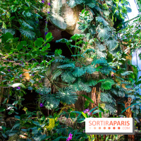 Mille et une Orchidées 2019 au Jardin des Plantes, les photos