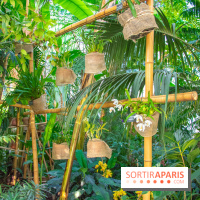 Mille et une Orchidées 2019 au Jardin des Plantes, les photos