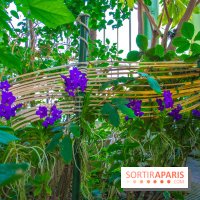 Mille et une Orchidées 2019 au Jardin des Plantes, les photos