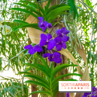 Mille et une Orchidées 2019 au Jardin des Plantes, les photos