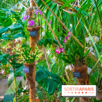 Mille et une Orchidées 2019 au Jardin des Plantes, les photos