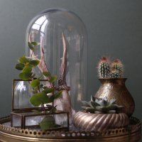 The Blond Cactus, quand le cactus passe en mode vintage