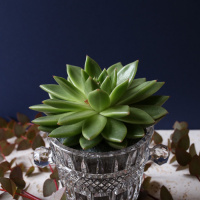 The Blond Cactus, quand le cactus passe en mode vintage