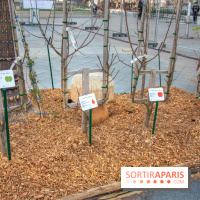 Journée Internationale des Forêts 2019