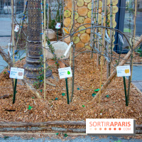 Journée Internationale des Forêts 2019