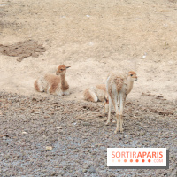 Parc Zoologique de Paris 2019