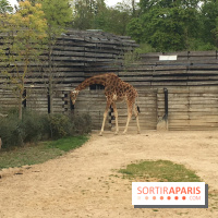 Parc Zoologique de Paris 2019