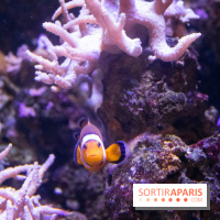 Les petits déjeuners avec les manchots de l'aquarium Sea Life